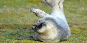 В норвежской роще нашли тюленя