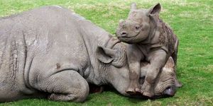 На Земле осталось шесть северных белых носорогов