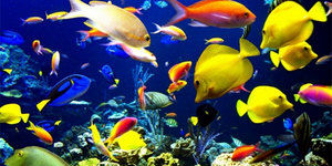 Совместимость аквариумных рыб