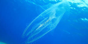 Насколько опасны медузы