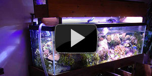 Как поменять воду в аквариуме