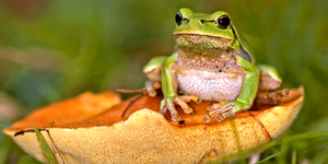 Новая жаба из перуанских Анд