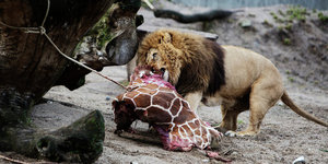 В зоопарке Копенгагена убили четырех львов