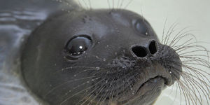 Тюлени в Финском заливе оказались под угрозой
