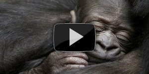 В зоопарке Нью-Йорка родились детёныши гориллы