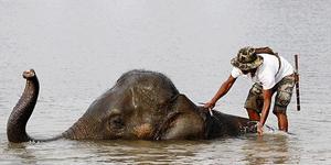 Водный праздник с участием слонов в Таиланде