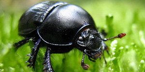 У насекомых обнаружили признаки интеллекта