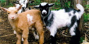 Мини-козы: друзья, приносящие пользу