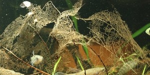 Создаем природные условия с помощью листьев в аквариме