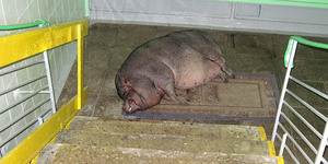 Соседям подложили свинью