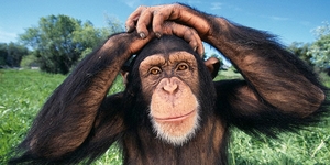 Ученые расшифровали язык шимпанзе