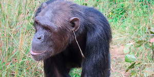 Шимпанзе окультурились соломой в ушах