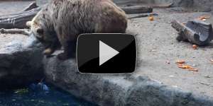 Медведь спас ворону, вытащив ее из воды