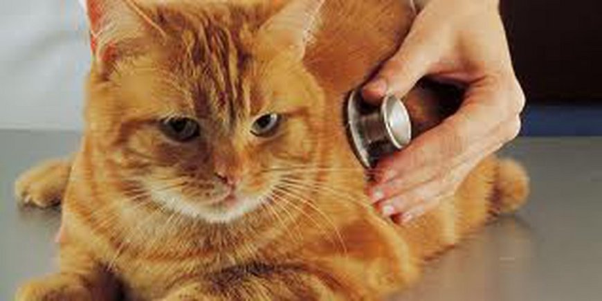 Как дать лекарство кошке