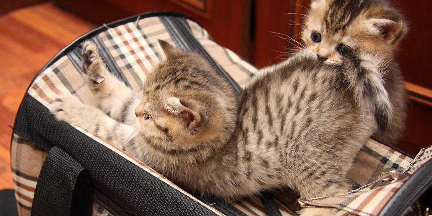Кот в пути. Живой багаж