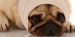 Первая помощь собаке: укушенные раны