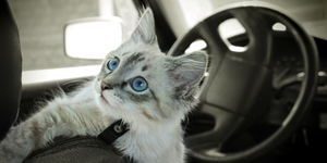 Как возить кошек в автотранспорте