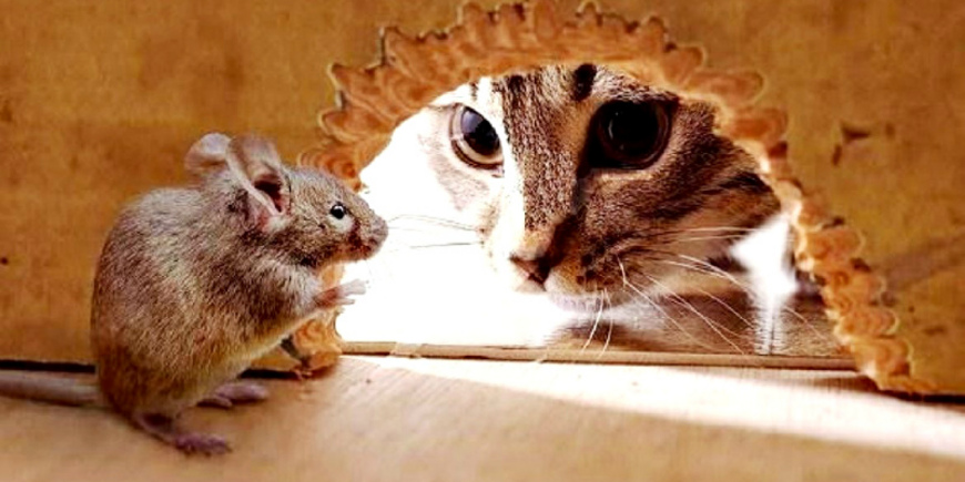Кошки-мышки с банками