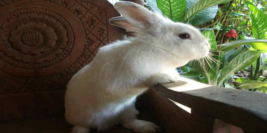 «Белый кролик»