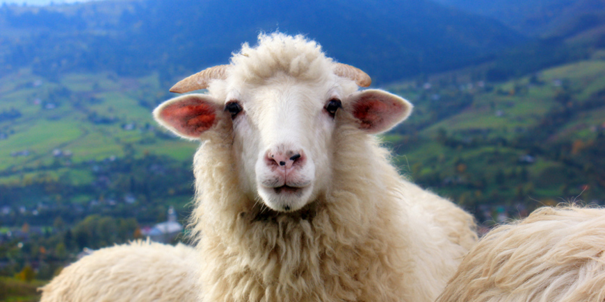 Отделить овец от козлищ
