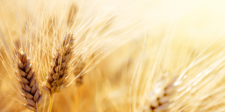 Как холодное лето подкосило российскую пшеницу