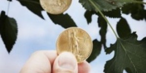 Почему не растёт денежное дерево