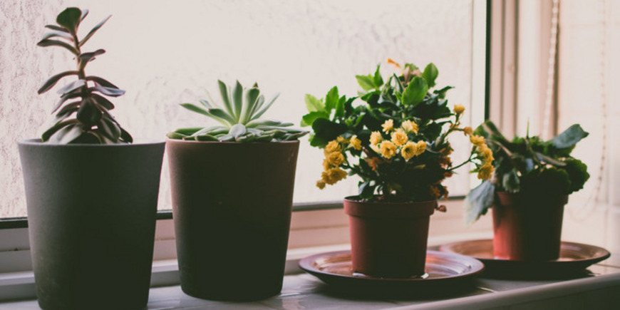 5 комнатных растений, которые привлекут любовь