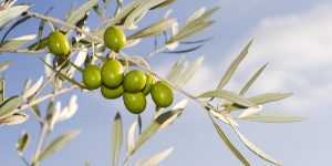 Что важно знать об оливковом масле
