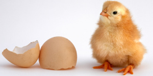 Реабилитация куриных яиц