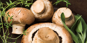 Лечебные свойства грибов