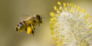 Поллиноз - аллергия на пыльцу растений