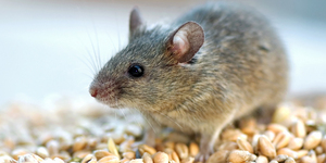 Вакцину от ожирения испытали на мышах