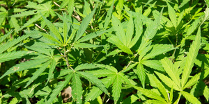 Найдена самая большая плантация марихуаны