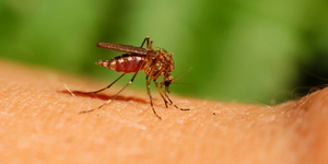 Ученые предлагают обеззараживать комаров