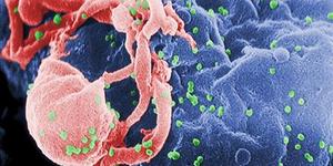 Возможный путь к вакцине против СПИДа