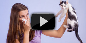 Что делать при аллергии на кошек