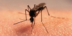 Аллергия на комаров