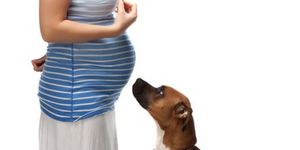 Беременность и домашние животные 
