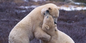 В финском зоопарке белая медведица съела двух медвежат