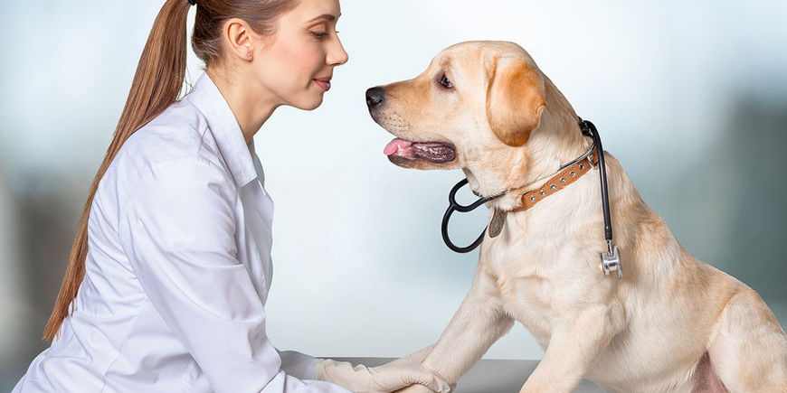 Как собаки помогают бороться с раком