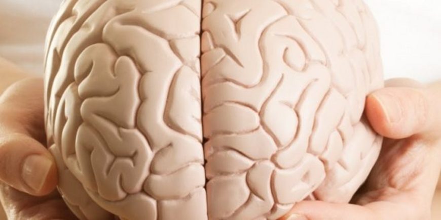 15 интересных фактов о головном мозге