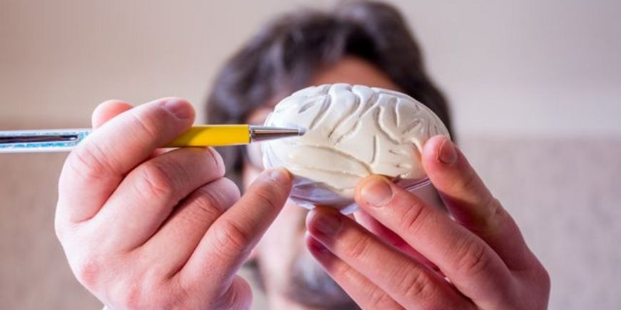 Почему у людей уменьшается размер мозга
