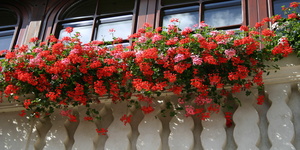 Выбираем цветы для балкона