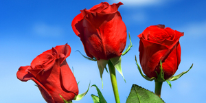 5 наивных вопросов о розах