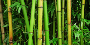 Секреты бамбука