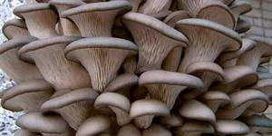 Как вырастить грибы вешенки