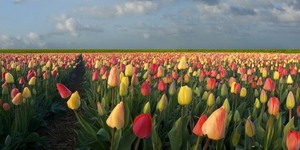 Мифы о голландских растениях