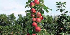 Яблоневый сад: колонковые сорта