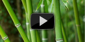 Паркет из бамбука: плюсы и минусы