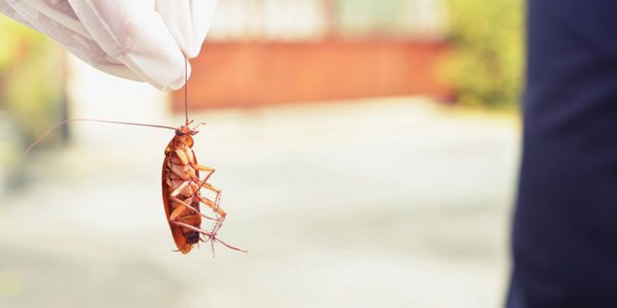 Безопасные способы борьбы с тараканами